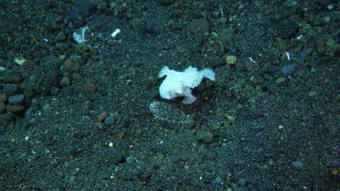 Hairy frogfish hunting. Stock Footage 152024976