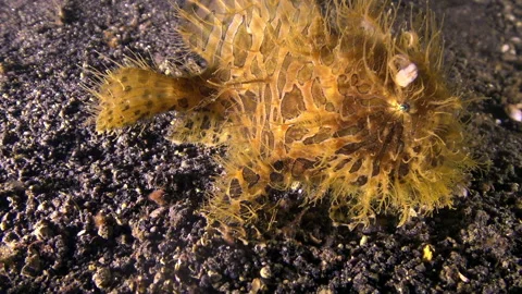 Hairy frogfish resting upon the volcanic sands of Indonesia Stock Footage 312100500