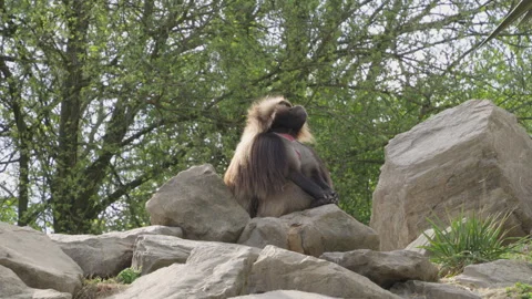 Hairy Gelada monkey sitting on a rock and looking around at Zoo Zurich Stock Footage 341699786