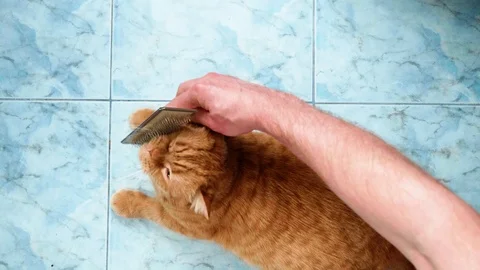 Hairy hands of man comb red british cat sitting on blue floor. Cat likes the Video stock 111203809