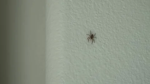 Hairy Jumping Spider (Common Indoor House Pest) Isolated On White Wall Stock Footage 332427609
