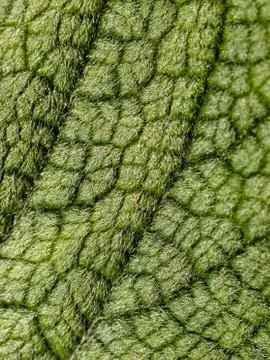 Hairy leaf 스톡 사진