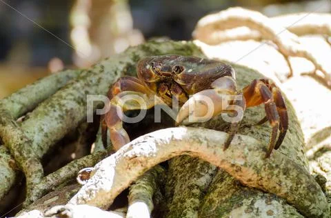 Hairy leg mountain crab at tachi island Stock Photos