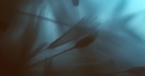Hairy Pappus in a Submersive Abstract Space Stock Footage 274956409