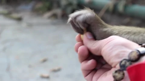 Hairy paw Video stock 58928556