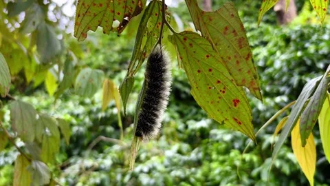 Hairy pine processionary caterpillar in karnataka state in south india 库存影片 315519443