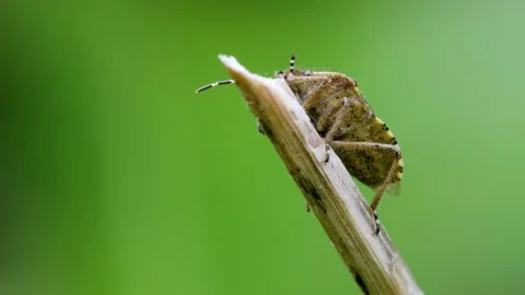 Hairy Shieldbug - Dolycoris baccarum Stock Footage 138539963