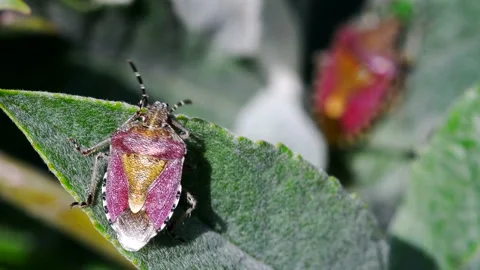 Hairy Shieldbug - Dolycoris baccarum Stock-Footage 138540306