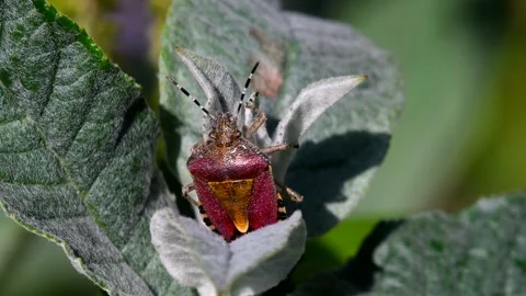 Hairy Shieldbug - Dolycoris baccarum Видео 138540525