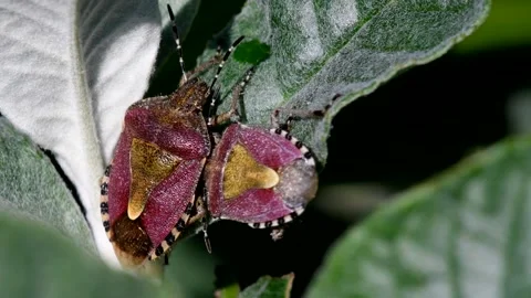 Hairy Shieldbug - Dolycoris baccarum Stock Footage 138540527