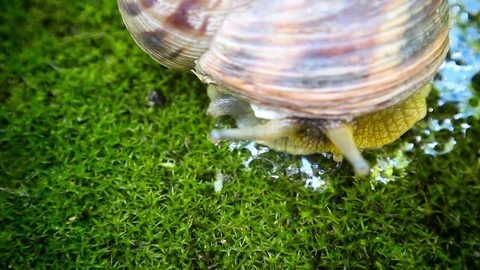 Hairy snail 스톡 동영상 78876444