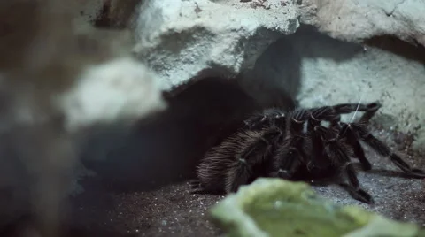 Hairy Tarantula Stock Footage 46115036
