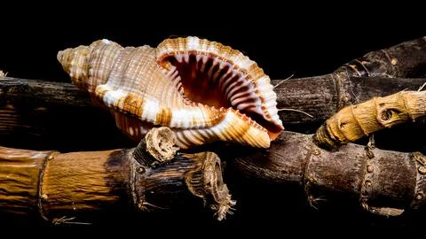 Hairy Triton Shell on Rustic Branches, Coastal Still Life 库存照片