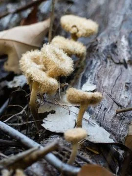 Hairy Trumpet (Panus faciatus) Fungi Stock Photos
