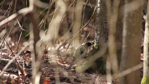 Hairy Woodpecker at Base of Tree Stock Footage 79587962