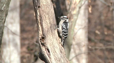 Hairy Woodpecker Stock Footage 1086319