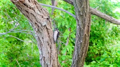 Hairy Woodpecker Pecking a Tree Stock Footage 201966810