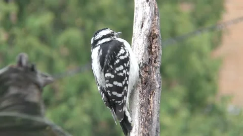 Hairy Woodpecker at work Stock Footage 156038897