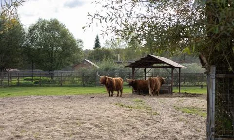 Hairy yak cows graze in a paddock on a farm. Red beautiful yak cows chew hay in Stock Photos
