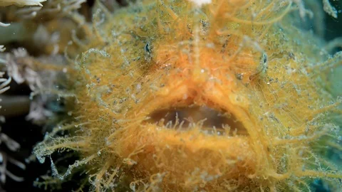 Hairy Yellow Frogfish Stock Footage 112234509