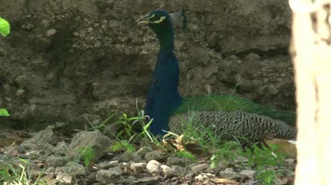 Haiti Stock Footage