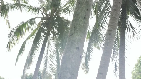Haiti - Palm Trees Stock Footage 180316825
