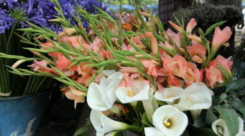 Haiti_flowers Video stock 760421