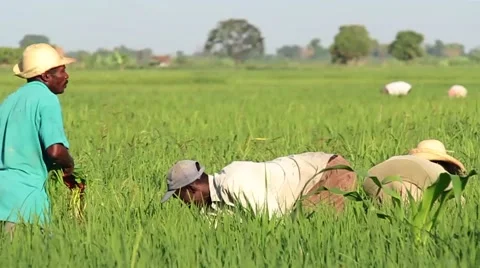 Haitian Famers in Feilds Stock Footage 45422450