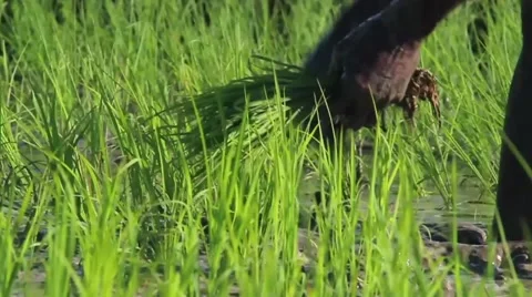 Haitian Farmer Pulls Rice Stock Footage 45422443