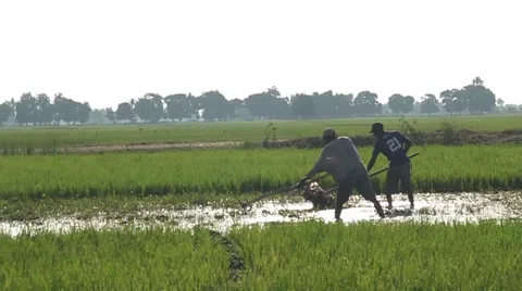 Haitian Farmer's in Feilds Video stock 45422440