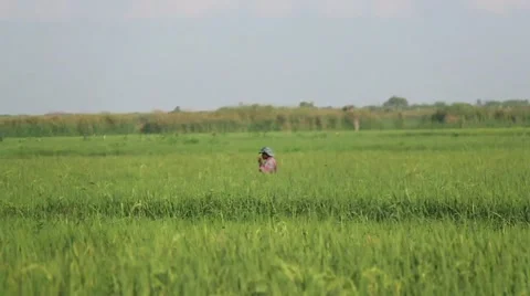 Haitian Rice Farmer Stock Footage 45422459