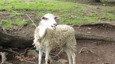 Haitian Sheep  Stock Footage