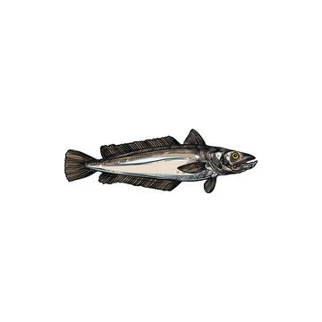Hake cod-like saltwater fish isolated water animal Stock Illustration