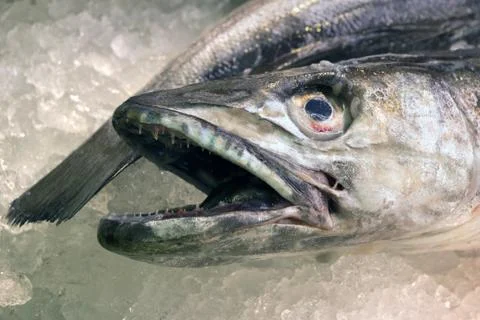 Hake Stock Photos