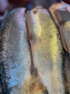 Hake on a tray Stock Photos