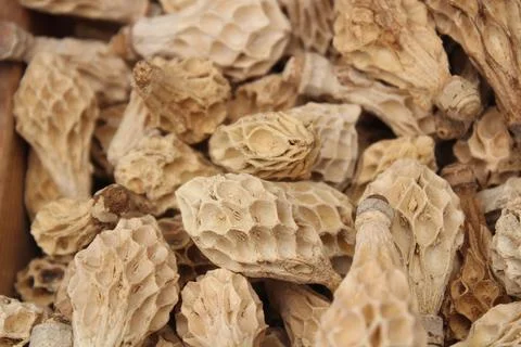 Hakea fruit Stock Photos