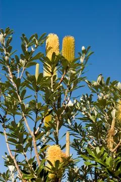 Hakea Stock Photos