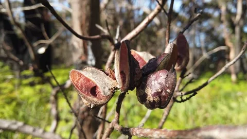 Hakea seed pods 2 Stock Footage 287898284