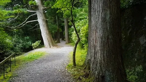 Hakone Walking Trail Stock Footage 130052540