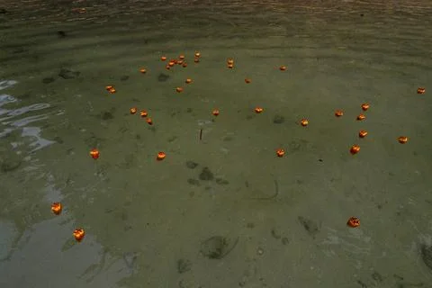 Hala fruit floating Stock-Fotos