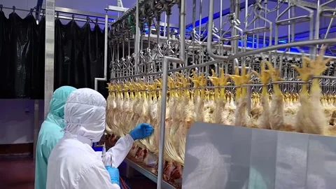 Halal check Stock Footage 240971468