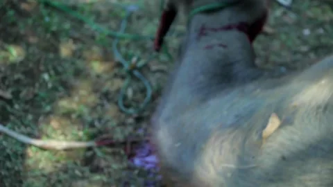 Halal Slaughter Eid al-Adha Ritual Stock Footage 282691307