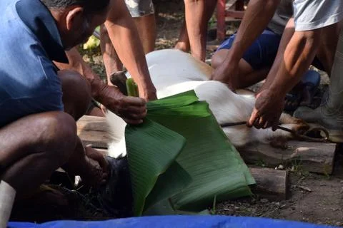 Halal slaughtering of lambs during Eid Al Adha Al Mubarak Stockfoto's