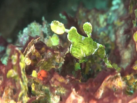 Halameda Ghost Pipefish Stock Footage 98498855