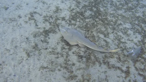 Halavi ray swimming over seabed. Shovelnose shark Stock Footage 265803807