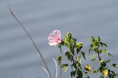 Halberd-leaf Rosemallow Stock Photos