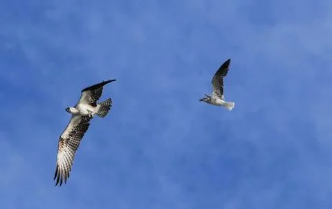 Halcon and Seagull Fotos de archivo
