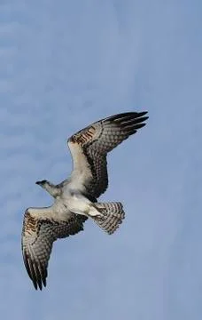 Halcon fly Stock Photos