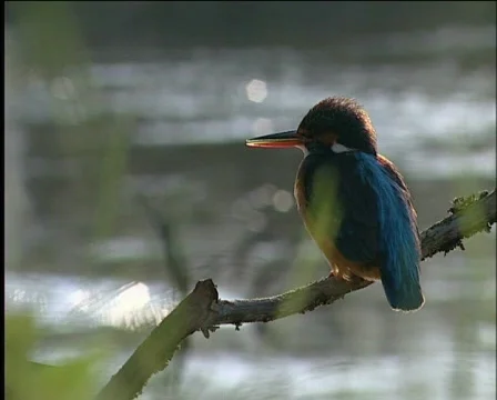 Halcyon Vídeo Stock 590913