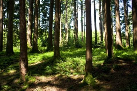 Hale forest Stock Photos
